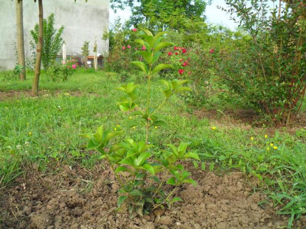 Name:  005.jpg
Views: 5099
Size:  71.5 KB