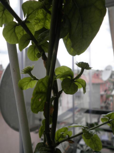Name:  P6180319.jpg
Views: 1002
Size:  31.9 KB