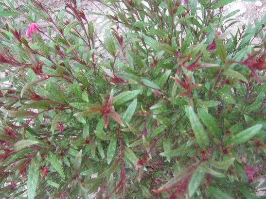 Name:  gaura.jpg
Views: 6376
Size:  53.1 KB