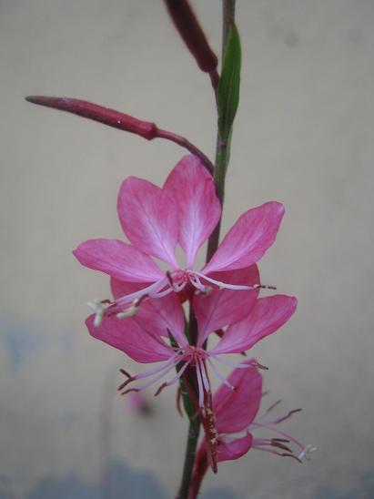Name:  gaura1.JPG
Views: 6246
Size:  24.1 KB