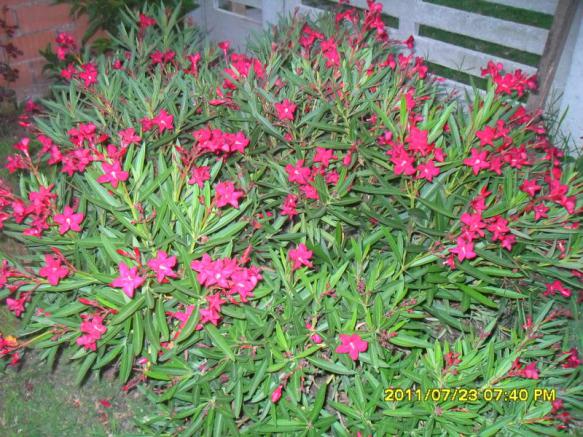 Name:  043.jpg
Views: 6593
Size:  72.7 KB