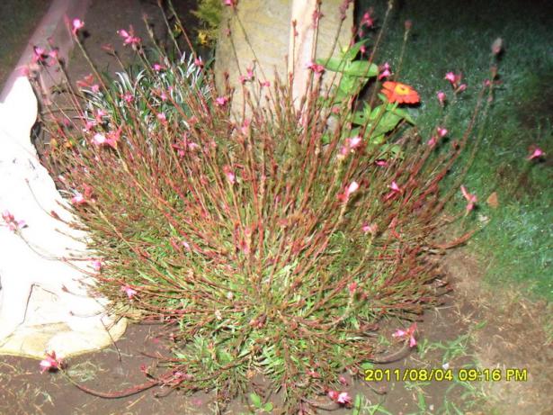 Name:  054.jpg
Views: 5699
Size:  71.2 KB