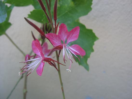 Name:  gaura.JPG
Views: 5789
Size:  34.2 KB