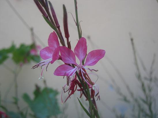 Name:  gaura1.JPG
Views: 5703
Size:  34.5 KB