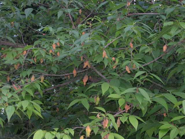 Name:  DSCN7950.JPG
Views: 12297
Size:  45.8 KB