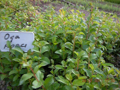 Name:  DSCN5021.jpg
Views: 3947
Size:  60.1 KB