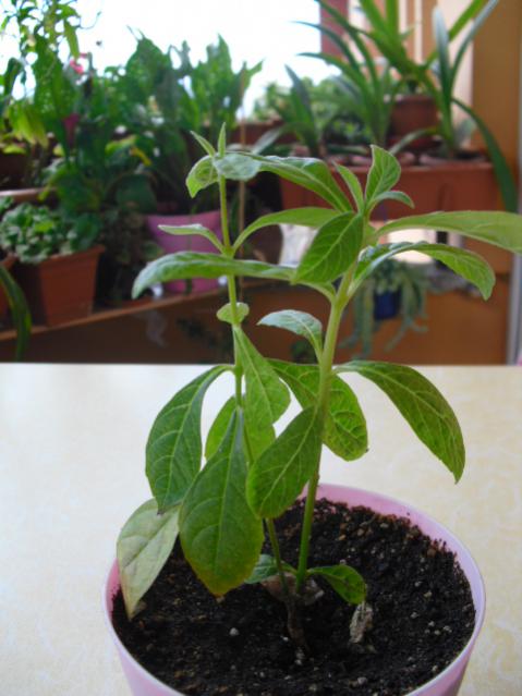 Name:  CIMG5846.jpg
Views: 1043
Size:  41.3 KB