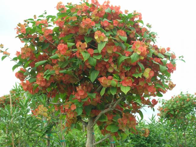Name:  Holmskioldia sanguinea _Orange China Hat Plant_[1].jpg
Views: 2393
Size:  68.4 KB