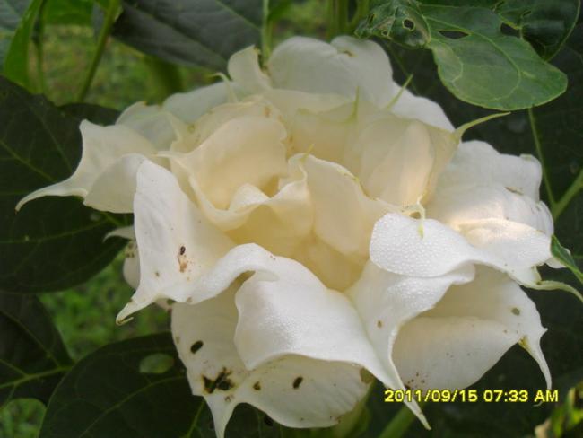 Name:  058.jpg
Views: 1559
Size:  32.1 KB