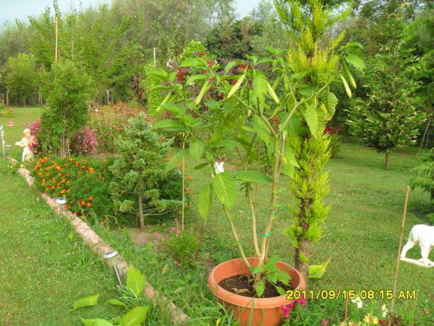 Name:  070.jpg
Views: 1473
Size:  71.3 KB