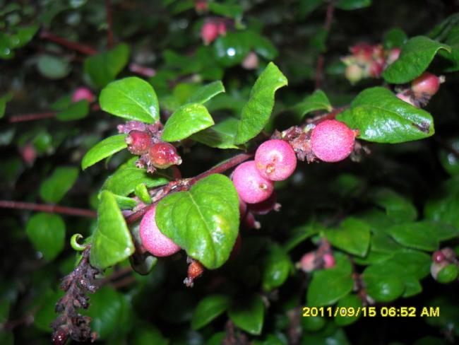 Name:  009.jpg
Views: 715
Size:  43.2 KB