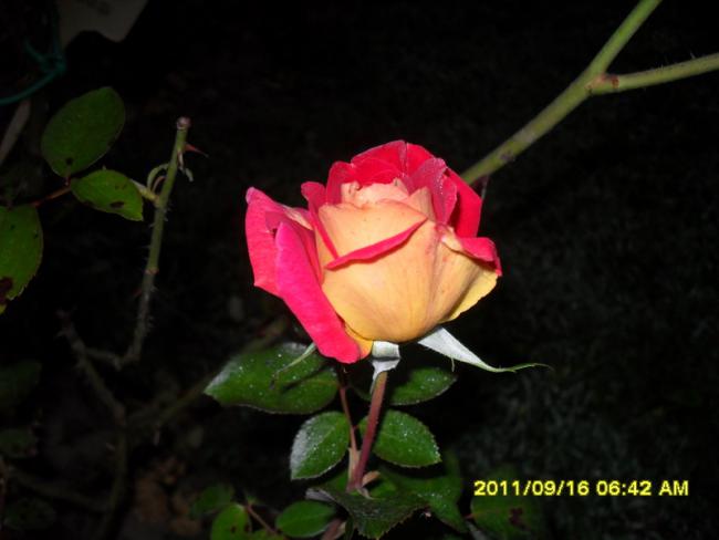 Name:  013.jpg
Views: 14018
Size:  28.2 KB