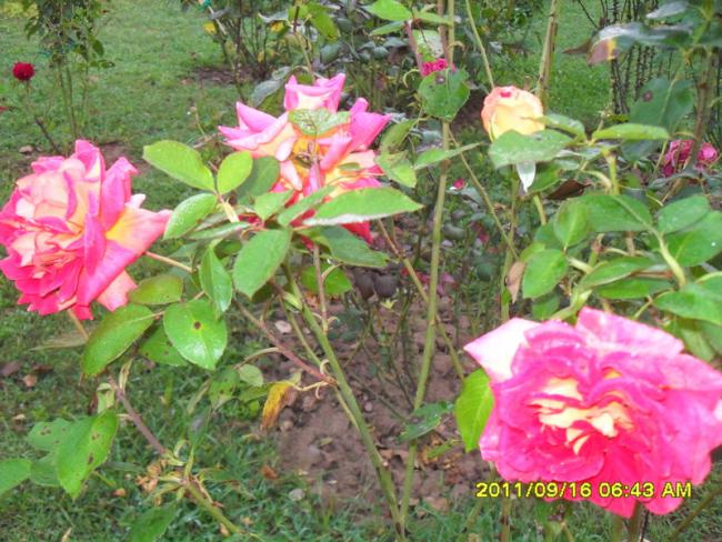 Name:  014.jpg
Views: 12650
Size:  69.5 KB