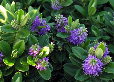Name:  hebe-franciscana.jpg
Views: 4431
Size:  20.6 KB