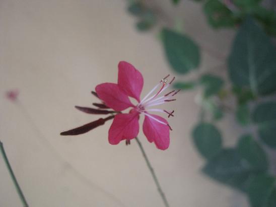 Name:  gaura als.JPG
Views: 5650
Size:  28.1 KB