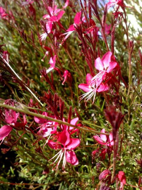 Name:  gaura.jpg
Views: 8001
Size:  73.6 KB