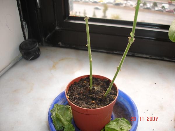 Name:  DSC01477.jpg
Views: 930
Size:  30.3 KB