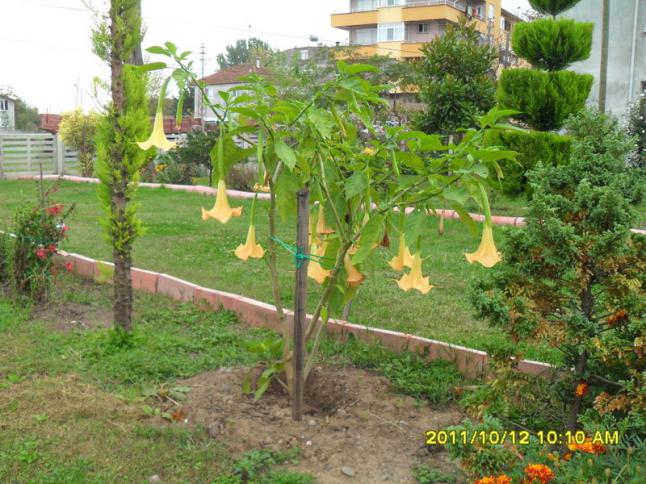 Name:  084.jpg
Views: 1128
Size:  70.2 KB
