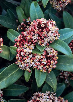 Name:  skimmia_japonica_reevesiana2.jpg
Views: 9147
Size:  38.3 KB