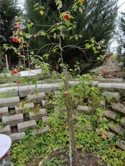 Name:  abutilon1.jpg
Views: 1016
Size:  67.7 KB