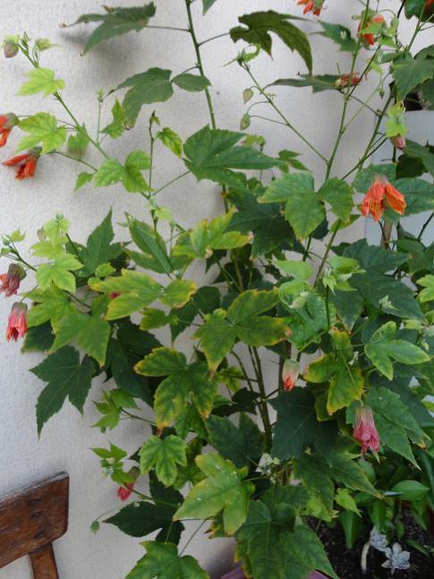 Name:  abutilon2.jpg
Views: 1042
Size:  58.4 KB