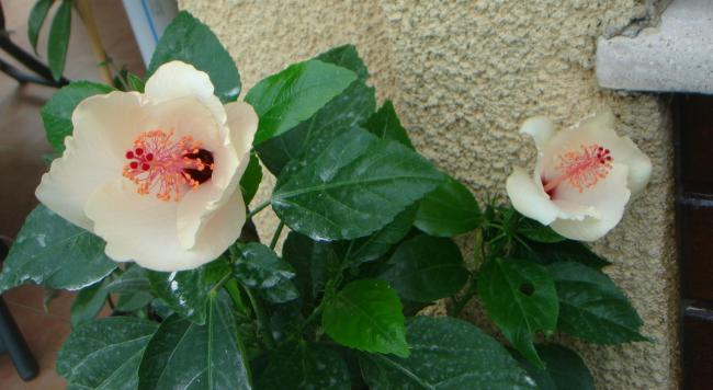 Name:  DSC07501.jpg
Views: 2796
Size:  36.6 KB