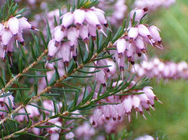 Name:  erica_carnea[1].jpg
Views: 7962
Size:  45.7 KB