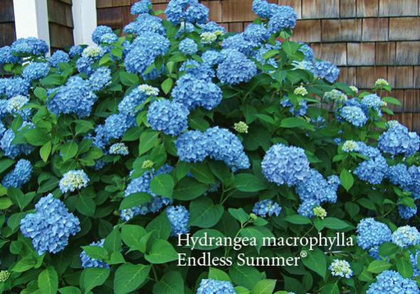Name:  e-04-07-12-Hydrangeas_01.jpg
Views: 4749
Size:  62.3 KB