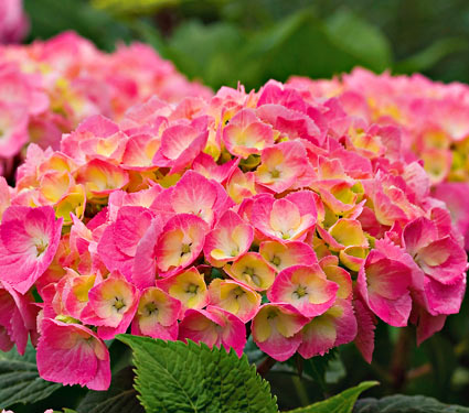 Name:  63205a.jpg
Views: 3582
Size:  50.4 KB