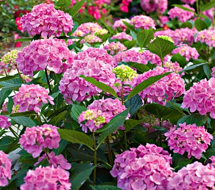 Name:  63147a.jpg
Views: 3030
Size:  50.5 KB