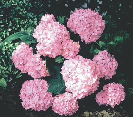 Name:  63180a.jpg
Views: 3106
Size:  47.0 KB
