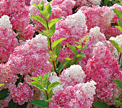 Name:  63149a.jpg
Views: 4077
Size:  50.3 KB