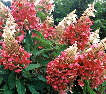 Name:  63194a.jpg
Views: 9657
Size:  49.5 KB