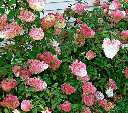 Name:  63193a.jpg
Views: 3217
Size:  52.5 KB