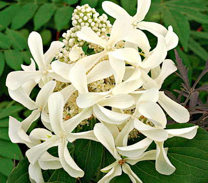 Name:  63202a.jpg
Views: 3148
Size:  50.7 KB