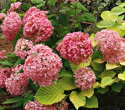 Name:  63196a.jpg
Views: 3544
Size:  50.8 KB