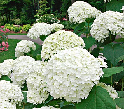 Name:  63133a.jpg
Views: 5599
Size:  49.3 KB