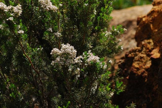Name:  Erica_Arborea-Gumuldur.jpg
Views: 3731
Size:  60.7 KB