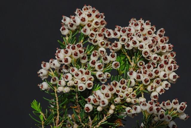 Name:  Erica_Arborea-Gumuldur (3).jpg
Views: 3829
Size:  48.9 KB