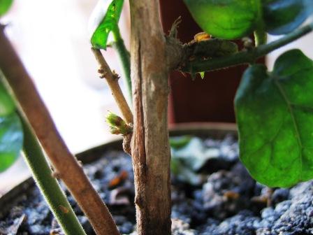 Name:  IMG_0176Ful3.jpg
Views: 841
Size:  26.0 KB