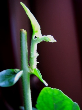 Name:  IMG_0178Ful4.jpg
Views: 858
Size:  29.0 KB