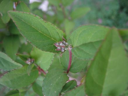 Name:  havlu pskl.JPG
Views: 5289
Size:  29.7 KB