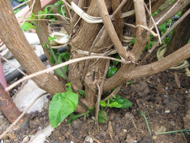 Name:  solanum.jpg
Views: 978
Size:  67.3 KB