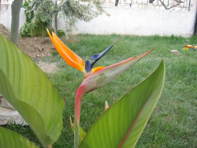 Name:  cennetkuu iei...mis zambak 014.jpg
Views: 4227
Size:  49.1 KB