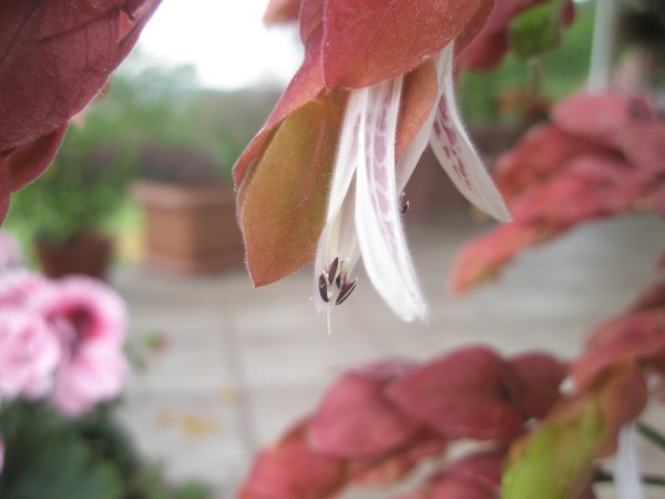 Name:  P5250605 (600 x 450).jpg
Views: 3696
Size:  40.1 KB