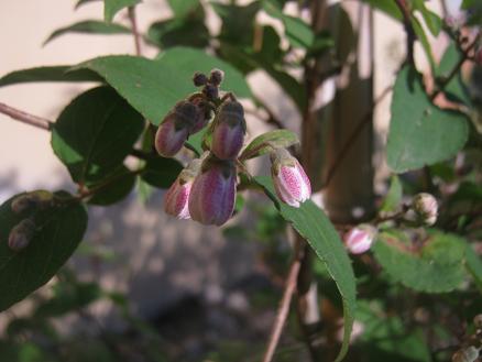 Name:  deutzia tomurcuk.JPG
Views: 4750
Size:  34.4 KB