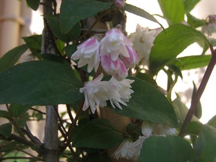 Name:  deutzia.JPG
Views: 4934
Size:  36.6 KB
