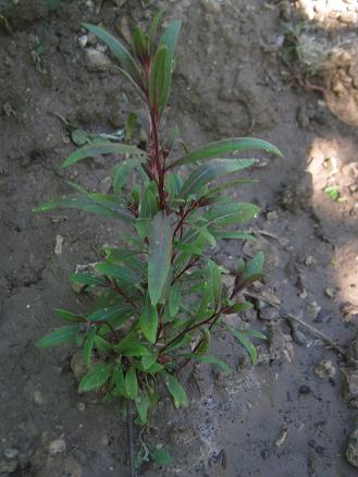Name:  gaura.JPG
Views: 2625
Size:  35.2 KB