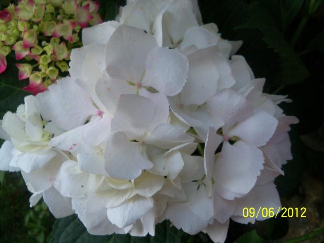 Name:  100_5206.jpg
Views: 1071
Size:  31.2 KB