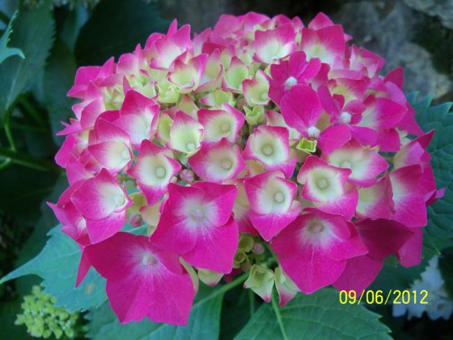 Name:  100_5193.jpg
Views: 1100
Size:  47.5 KB